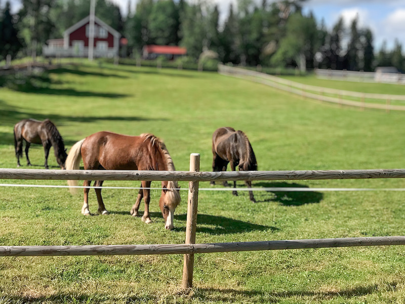 Fyrås Trä växer i Skandinavien och Europa