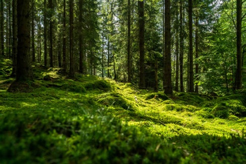 Fyrås Trä välkomnar Svenska Trädbränsleföreningen till 40-årsjubileum i Jämtland